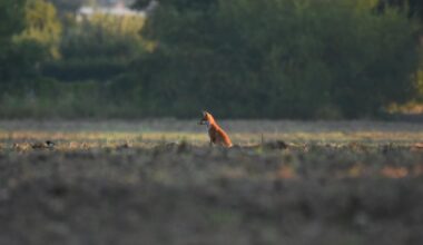 Morgengrauen Sachsen-Anhalt ende Juli