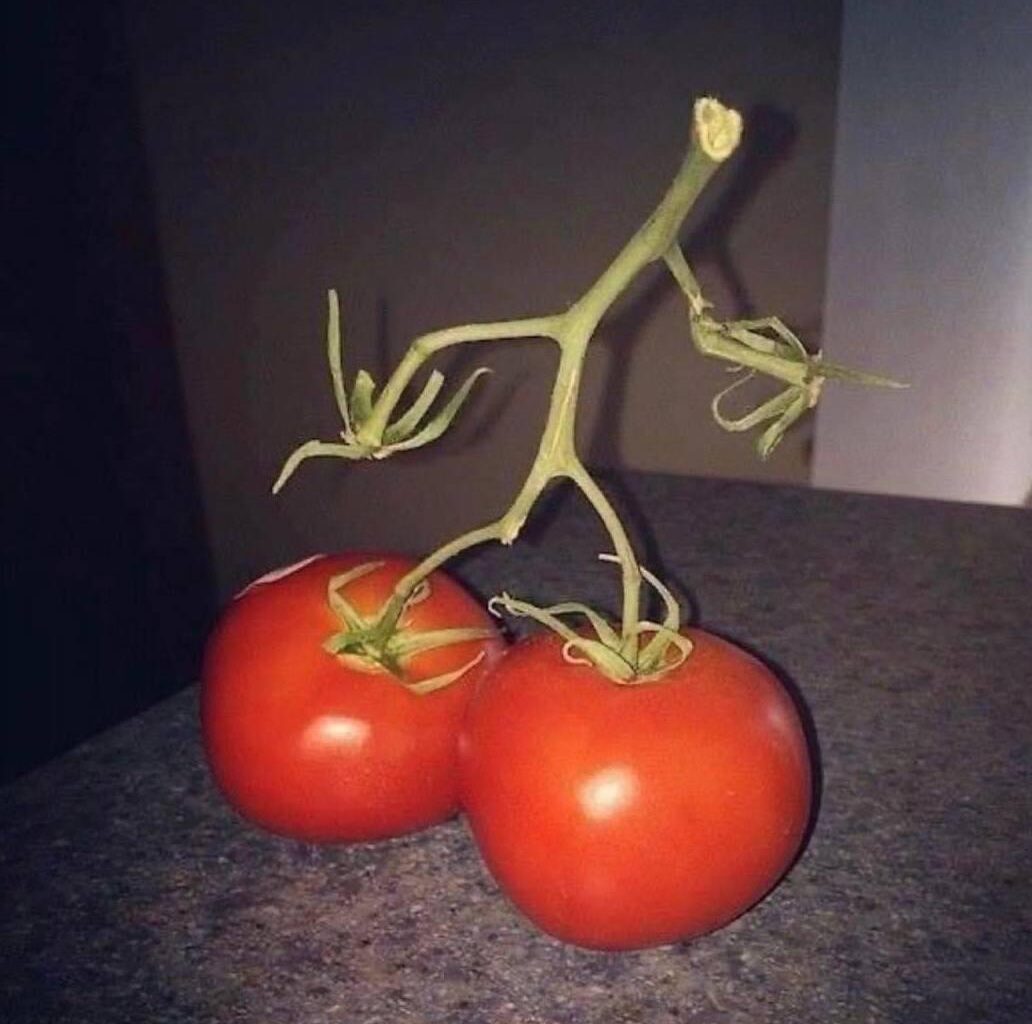 I just caught my tomatoes trying to sneak in.