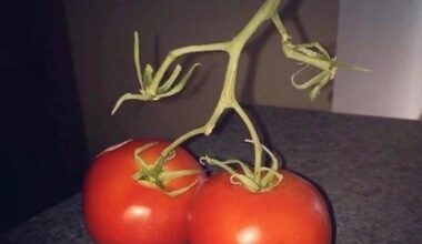 I just caught my tomatoes trying to sneak in.