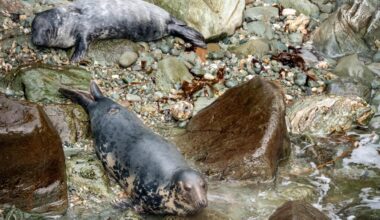 Seal pups on the North Wales coast