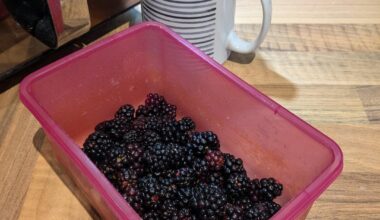 I rather thought I'd missed the season for blackberry picking...