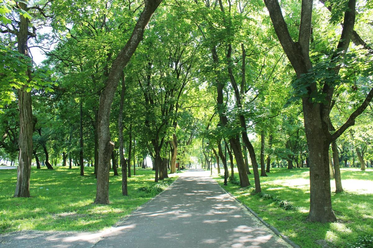 Urban Green Space May Protect Against Heat-Related Health Risks