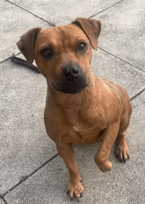 Near Halifax, this poor dog, Rosey, fell nearly 10 yards down underground through a 12 inch gap, and has been stuck there for 7 days. Great news is rescuers are able to feed and water her, but they think it may take them another week to get her out