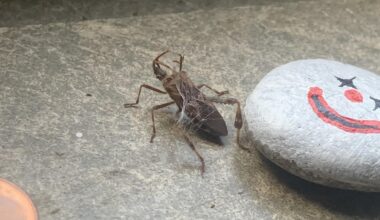 Wer hat heute Nacht den Kampf gegen die Spinne in meinem Zimmer gewonnen?