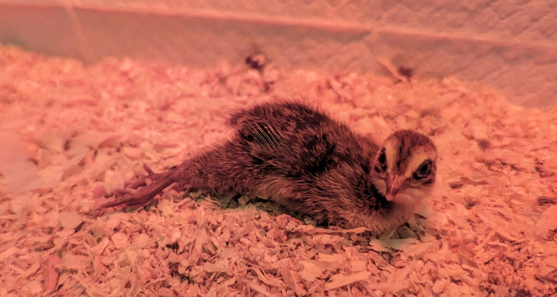 Bought quail eggs to eat... Hatched them instead!