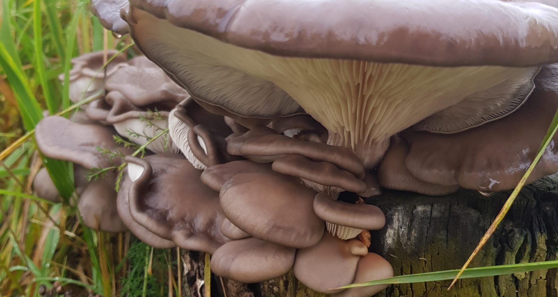 Are these oyster mushrooms?