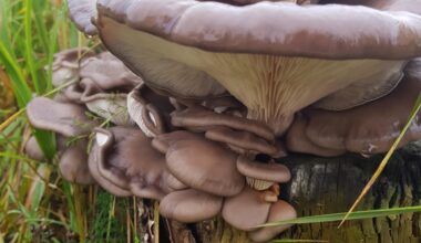 Are these oyster mushrooms?