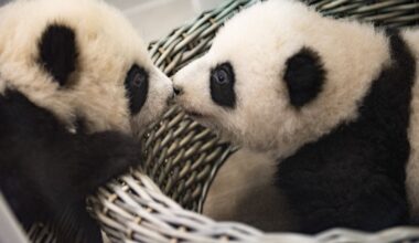 Trois pandas géants vont quitter la Belgique pour la Chine. Derniers jours pour voir Tian Bao, Bao Di et Bao Mei !