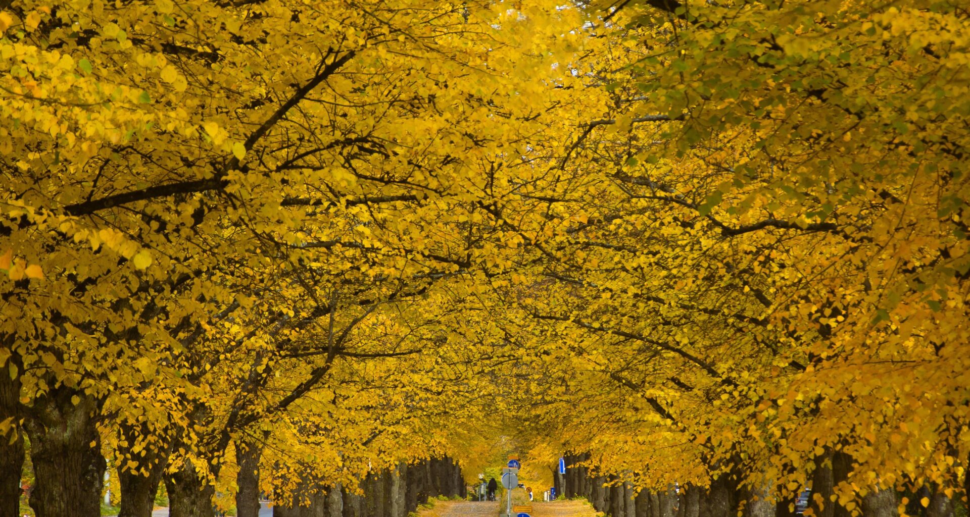 Autumn in Finland