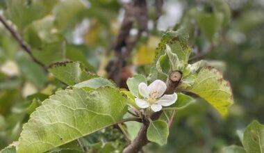 User Apfelbaum blüht im Oktober