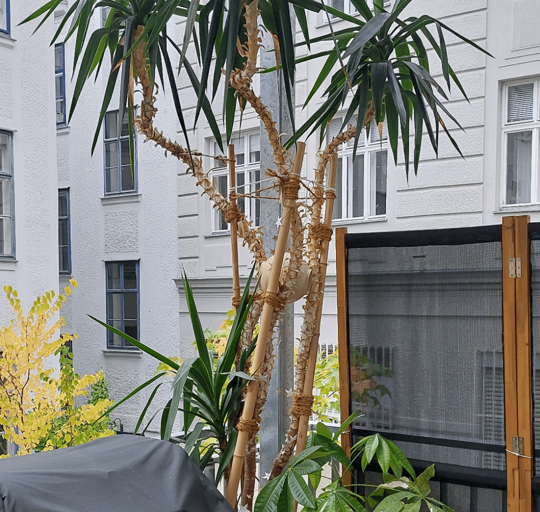 Palme kürzen