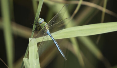 Biodiversité: critiques d'associations de protection de la nature