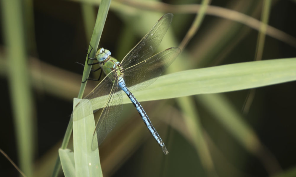 Biodiversité: critiques d'associations de protection de la nature