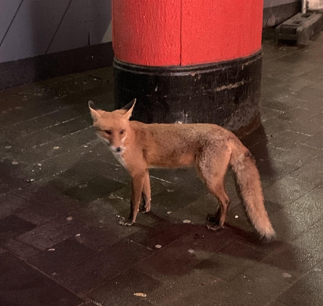 Anybody else see the Charing Cross road fox playing with a cherry tomato earlier.