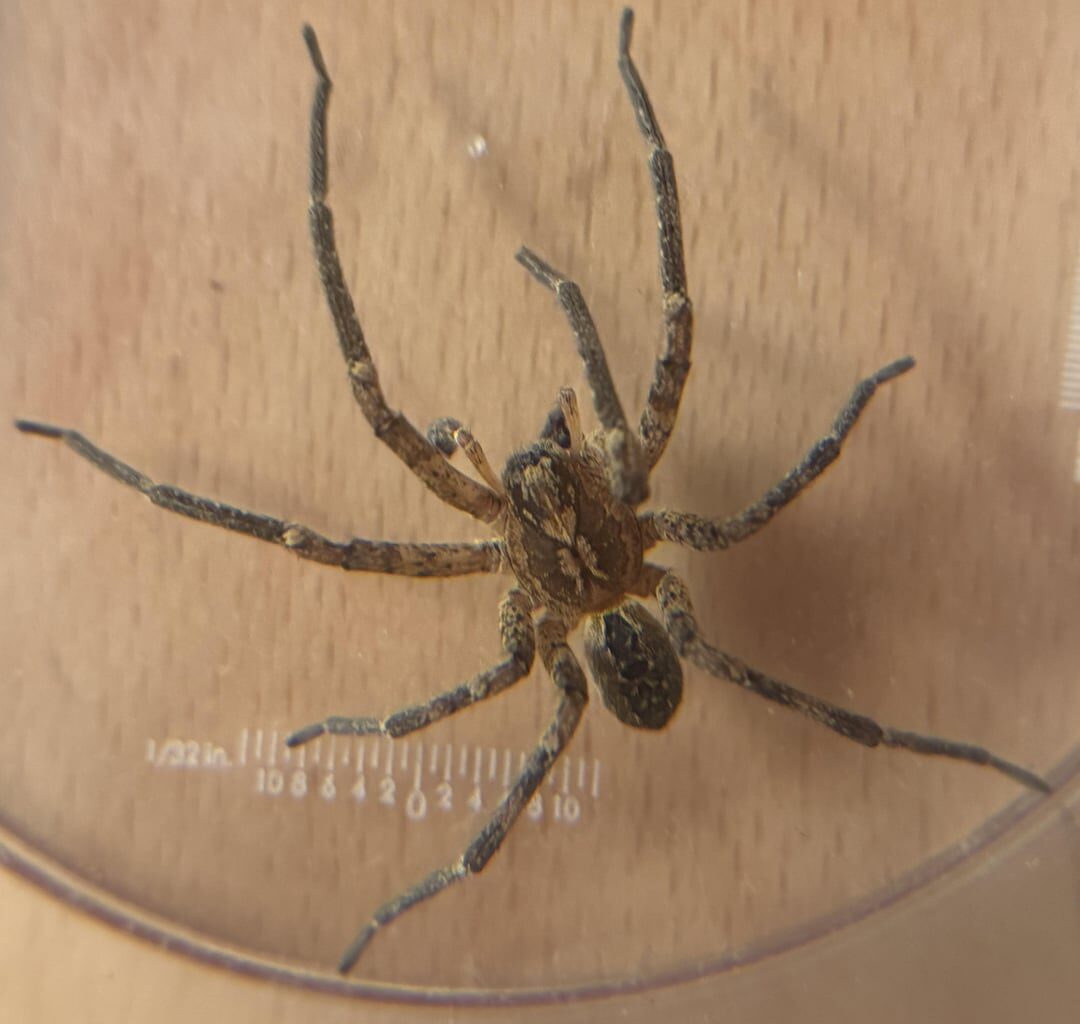 Alguém sabe identificar esta espécie de aranha?