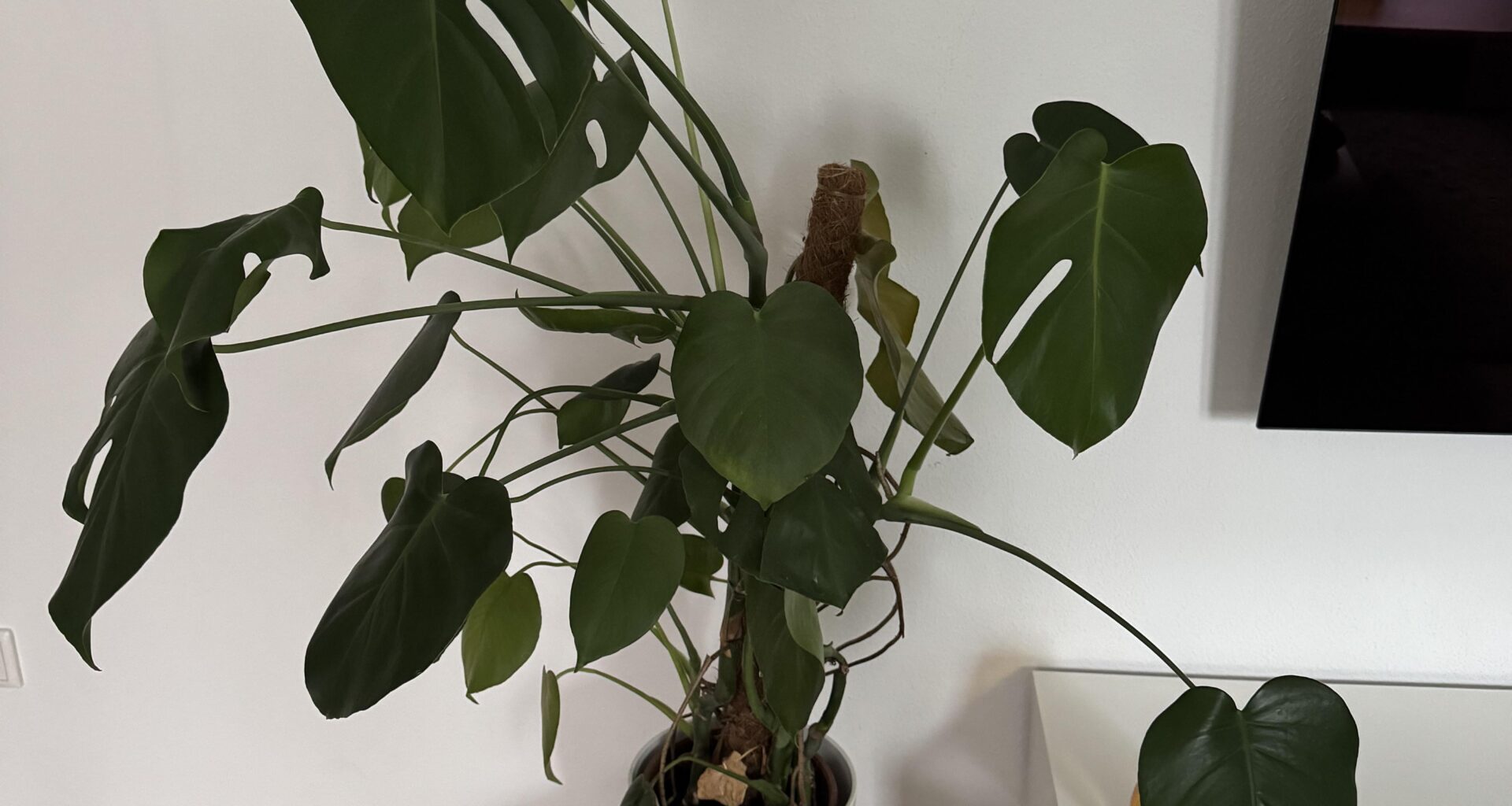 Hilfe, meine Monstera hört nicht auf zu wachsen. Was kann ich tun?