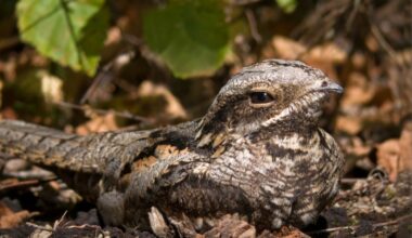 A close-up of a nightjar sitting on the ground among leaves.