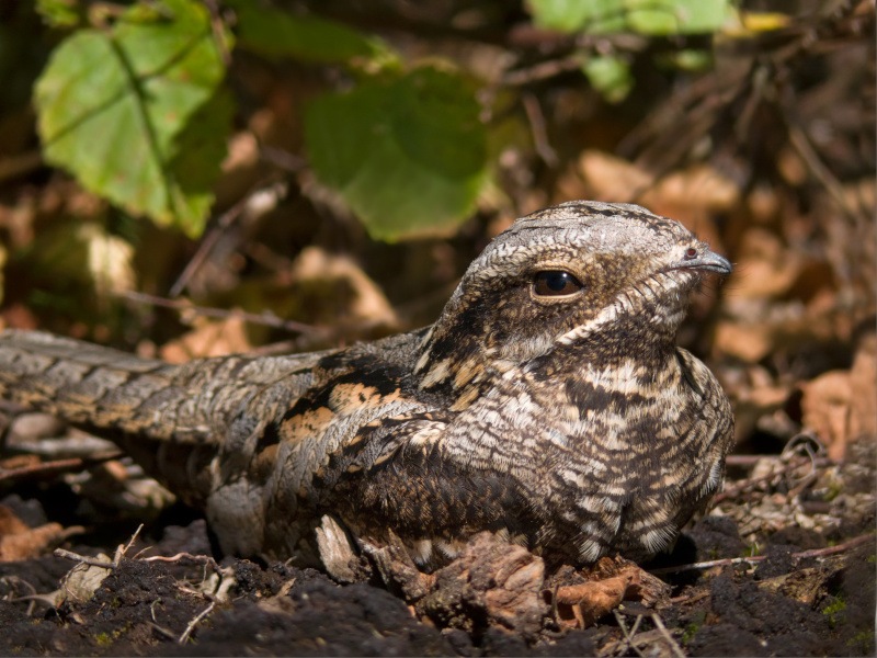 A close-up of a nightjar sitting on the ground among leaves.