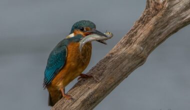 More Kingfisher pics. Taken yesterday at Stodmarsh nature reserve.