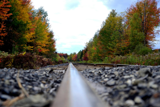 The impact of global warming on fall colors—interview with Prof. Benoît Côté | Channels