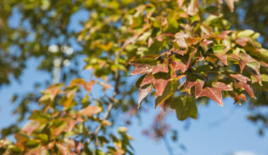 Bulgaria: Sunny Weather Predicted Across Bulgaria on October 29