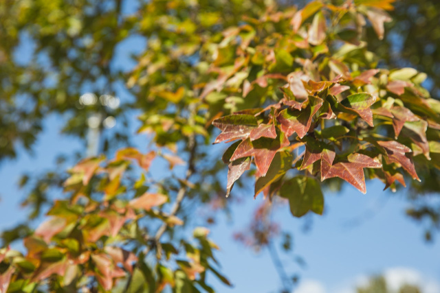 Bulgaria: Sunny Weather Predicted Across Bulgaria on October 29