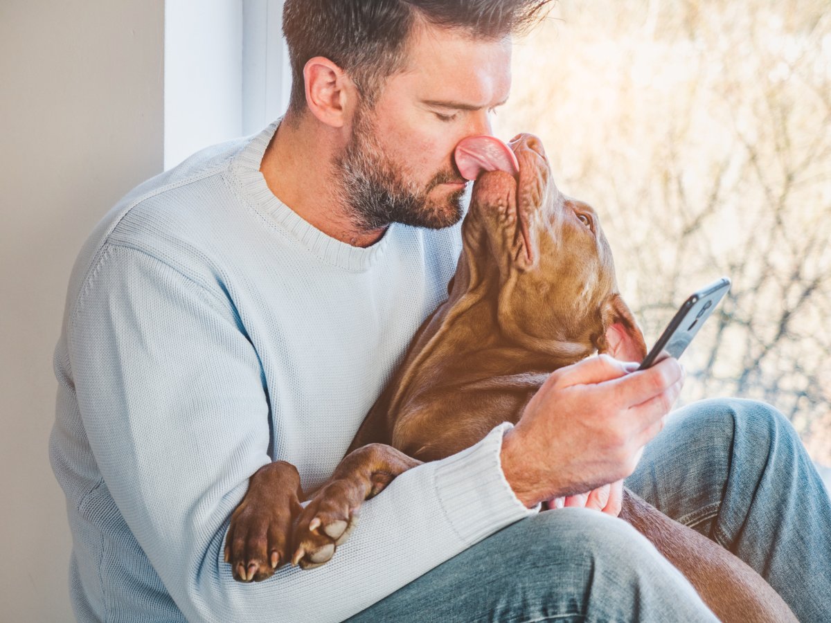 Pit bull licking man's face