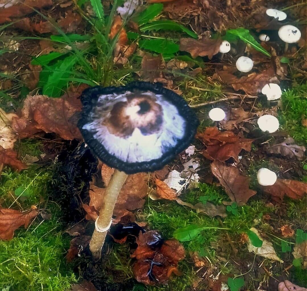 Welchen Pilz hat mein Kumpel hier im Wald gefunden?