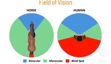 Human vs Horse Field Of View [OC]