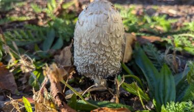 Welcher Pilz wächst hier in meiner Auffahrt?