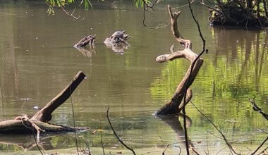 Are there wild turtles in the UK? Because I saw one for a couple of months hanging around in a pond near me and I was really confused 🐢