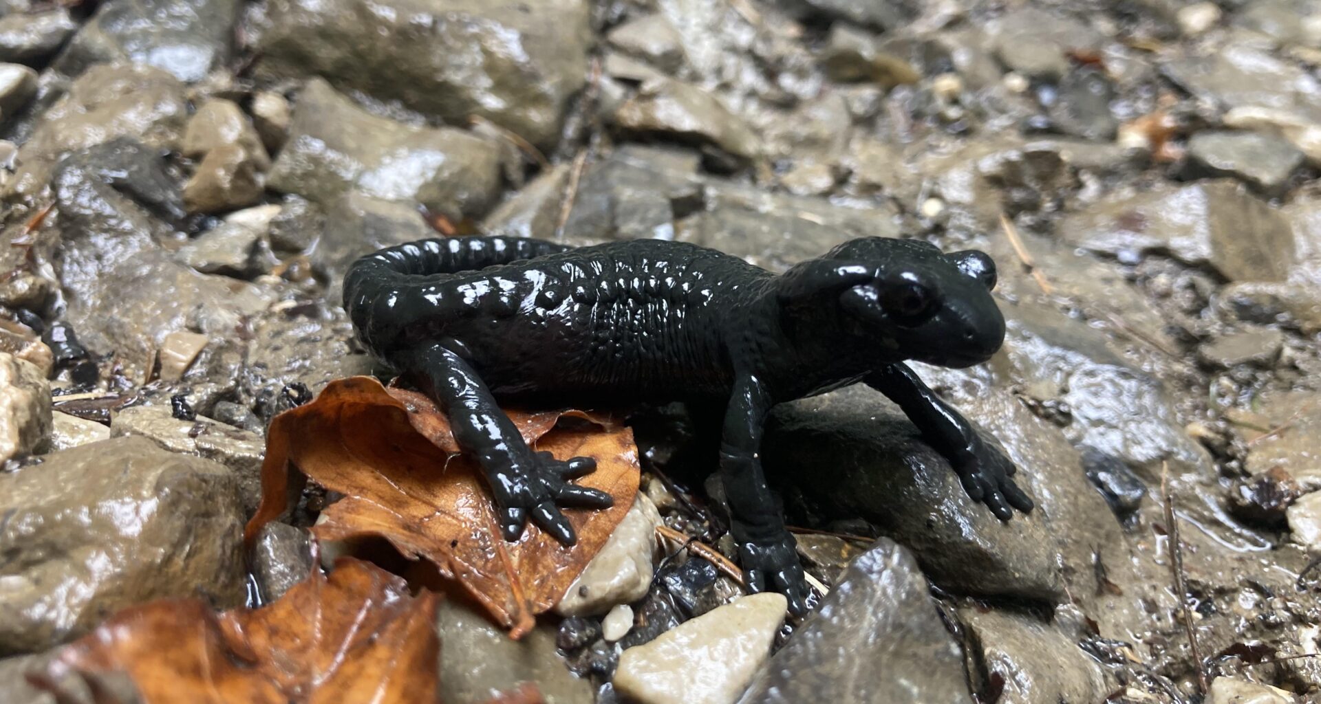 Alpensalamander