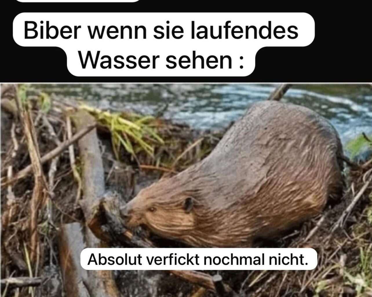 Ich_iel