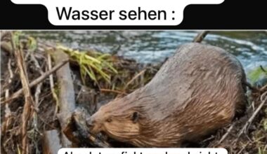 Ich_iel