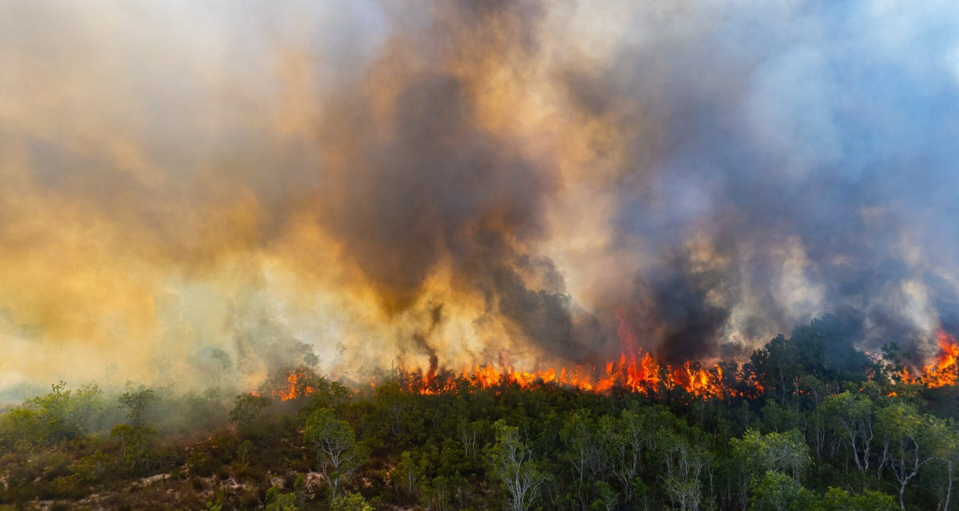 Alarming Surge in Forest Fire Emissions as Global Warming Intensifies – One Green Planet