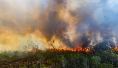 Alarming Surge in Forest Fire Emissions as Global Warming Intensifies – One Green Planet