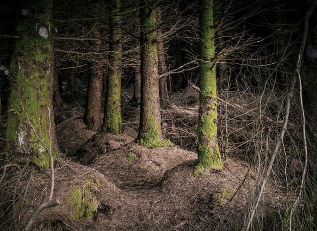 Falling forestry planting rates undermining long-term viability of Ireland’s timber sector