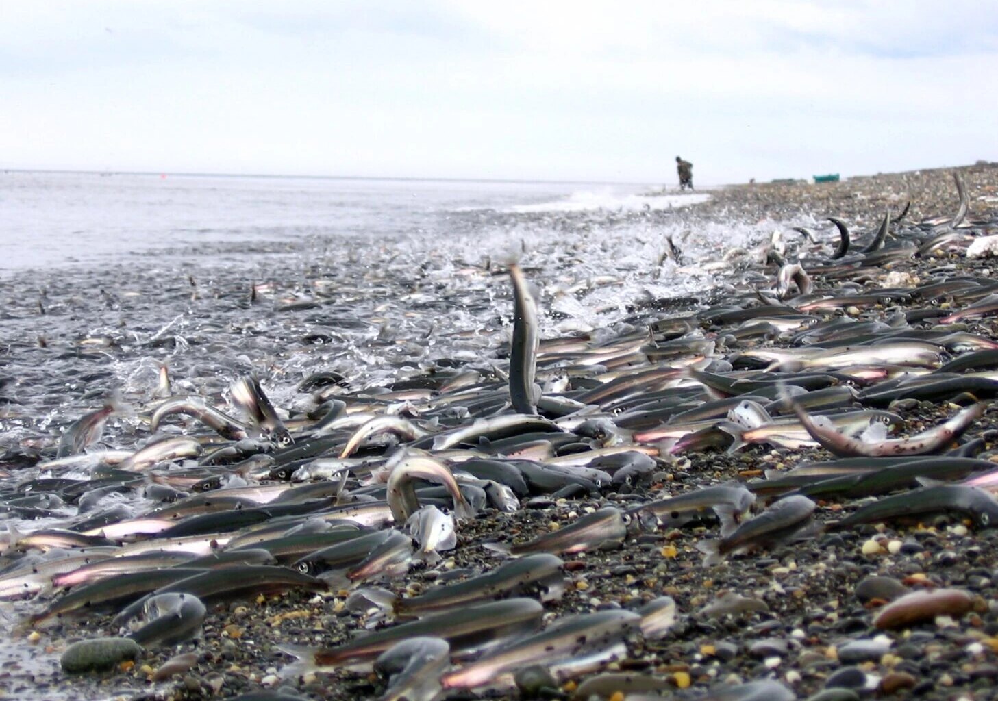 Nature's largest predation event ever recorded unfolds in Norway's waters