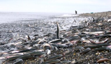 Nature's largest predation event ever recorded unfolds in Norway's waters