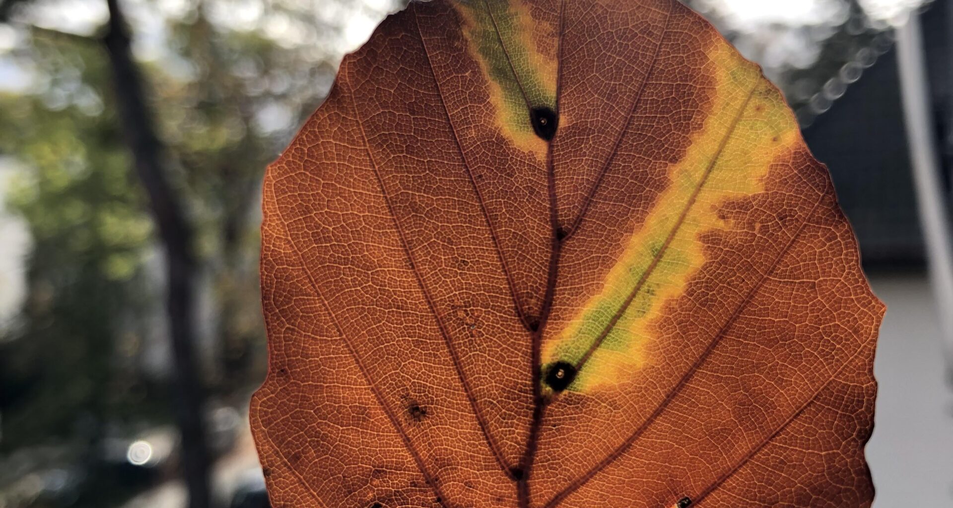 Buchenblatt, bei dem das Chlorophyll teilweise nicht abgebaut werden konnte.