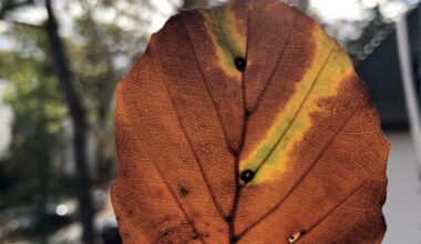 Buchenblatt, bei dem das Chlorophyll teilweise nicht abgebaut werden konnte.