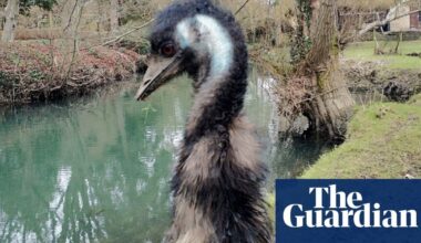 Missing emu Irwin found dead in Wiltshire river after weeklong search