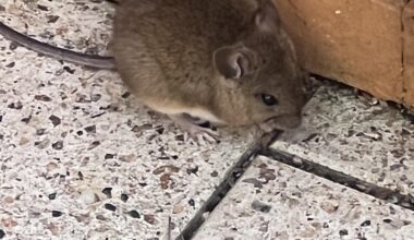 Welche Maus ist das?