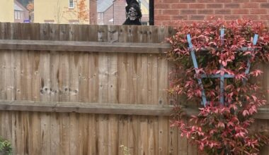 Combined effort of my neighbour and the wind has resulted in an unscheduled underpants change after looking out of my kitchen window this morning