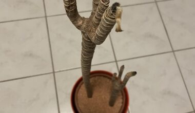 Dracaena verliert gelbe Blätter. Was könnte das Problem sein? Kann ich meine Pflanze noch retten