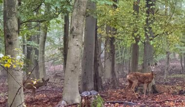 Rehe morgens im Wald überrascht (ohne Scheinwerferlicht)