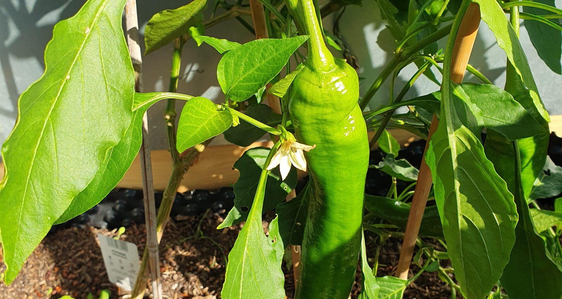 Werden Paprika noch rot?