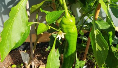 Werden Paprika noch rot?