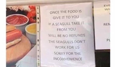 A seagull wrote this