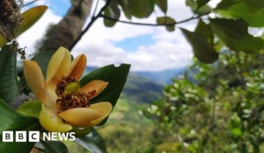 Alarm call as world's trees slide towards extinction